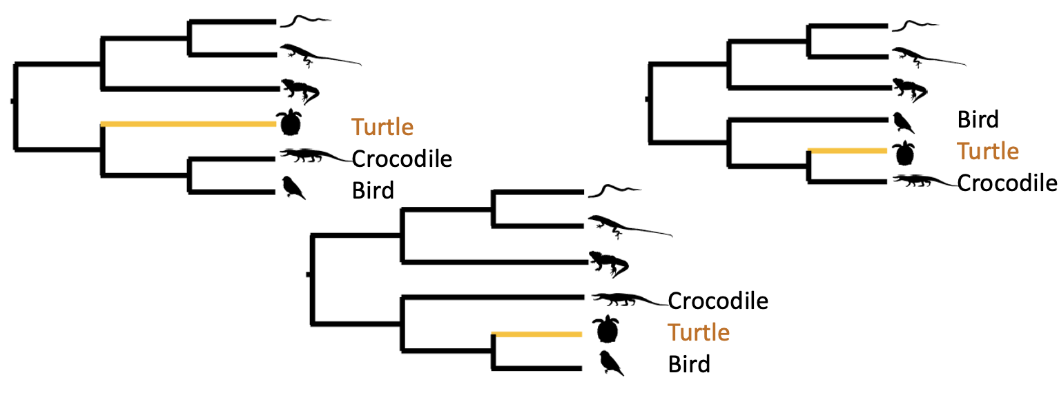 Three possible trees of Turtles, Crocodiles and Birds